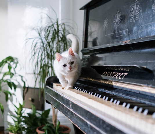 cat walking on piano in home studio