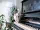 cat walking on piano in home studio