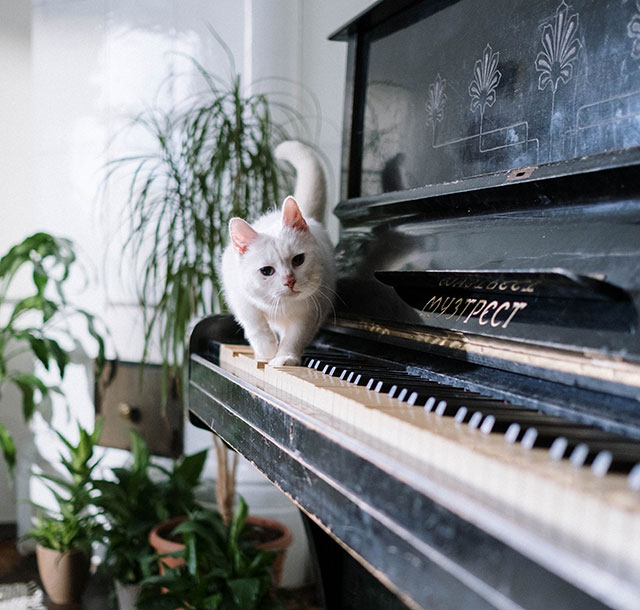 cat walking across piano keys with plants in background of music room 